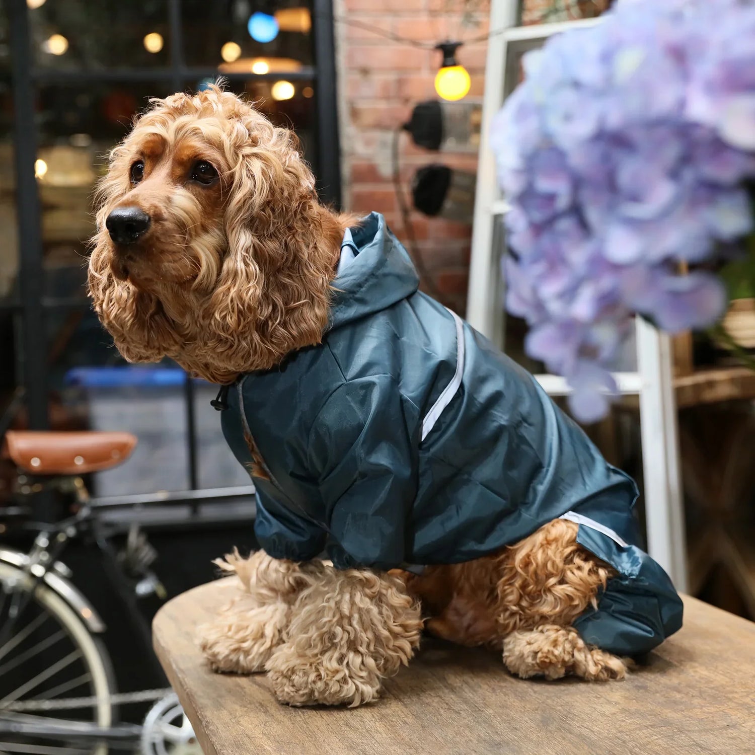 Dog Rain Coats