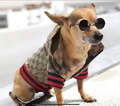 Dogs Apparel