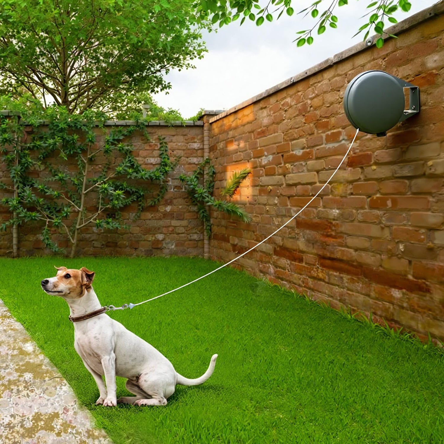 Leashes
